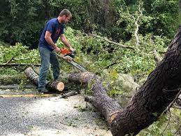 How Our Tree Care Process Works  in  Carthage, MO